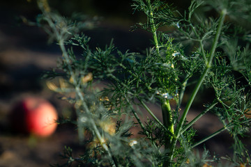 Dill stem in the foreground with dew drops. The background is blurred. On it is a red apple. Horizontal orientation.
