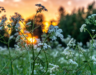 Beautiful wild flowers on summer meadow, sunset time - close up photo with blurry background and bokeh, Sweden landscape