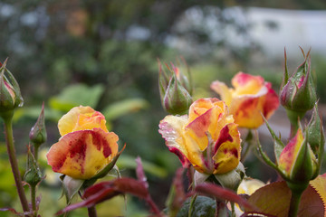 small garden roses