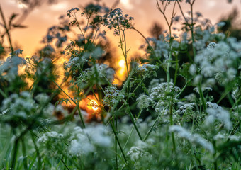 Beautiful wild flowers on summer meadow, sunset time - close up photo with blurry background and bokeh, Sweden landscape