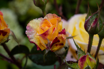 small beautiful rose