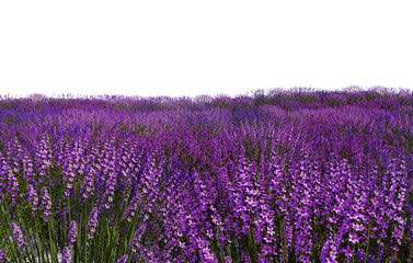 Obraz premium lavender field