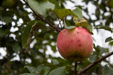 red apple on a tree