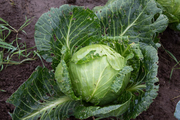 green cabbage