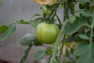 green tomato on leaf