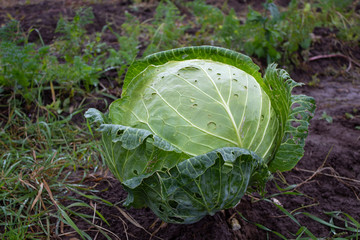 big cabbage