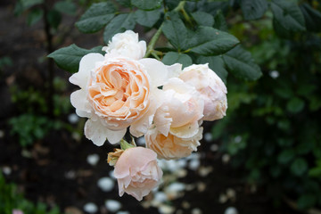 Leaf with bloom roses