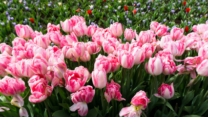 flowers tulips in dutch park wallpaper background