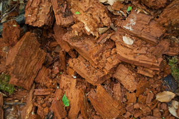 pieces of rotten wood continue to rot