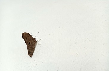 Butterflies cling to the white house wall
