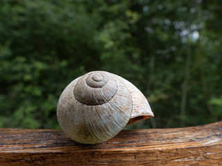 Schneckenhaus Nahaufnahme 