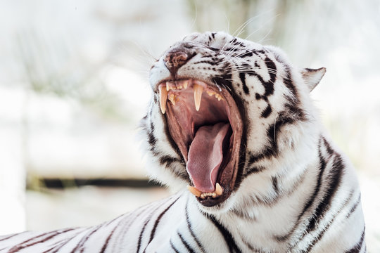 roaring white toger portrait 