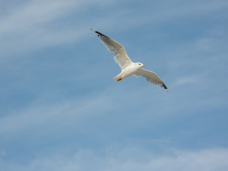 Fototapeta na wymiar Möwe im Flug mit blauem Himmel und Wolken im Hintergrund