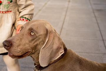 dogs doggy breed weimaraner pets