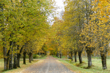 Fototapeta premium Path in the beautiful autumn park. Alley with trees.
