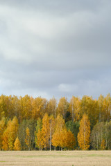 Fototapeta premium Autumn forest in countryside in the Europe, in Latvia. View from the road.