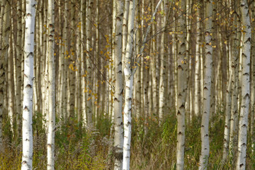 Obraz premium Beautiful autumn birch forest with grass and fallen yellow autumn leaves in Europe, Latvia.