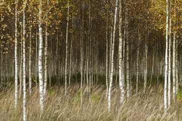 Beautiful autumn birch forest with grass and fallen yellow autumn leaves in Europe, Latvia.