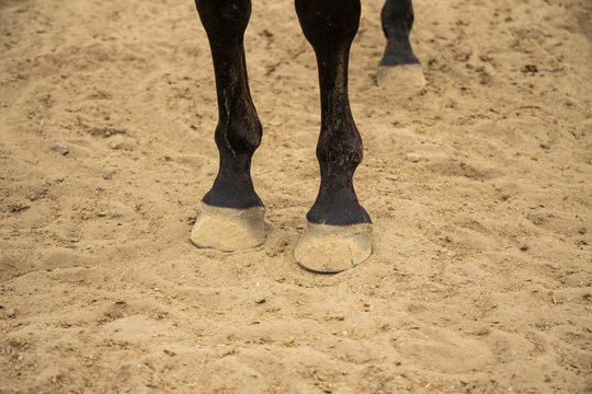 horse hooves on sand ground 