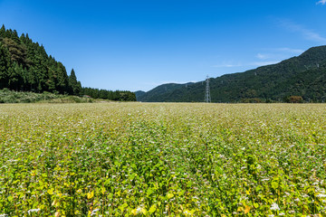 実り始めた蕎麦の実