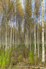Naklejka premium Beautiful autumn birch forest with grass and fallen yellow autumn leaves in Europe, Latvia.