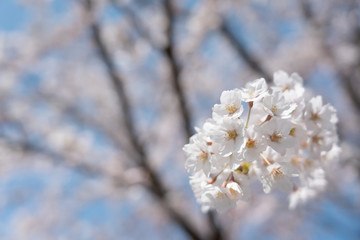 晴れた日の桜