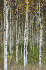 Obraz premium Beautiful autumn birch forest with grass and fallen yellow autumn leaves in Europe, Latvia.