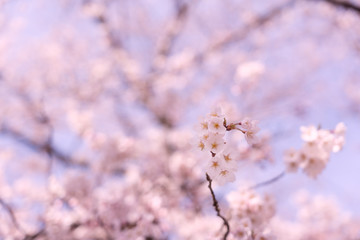 晴れた日の桜