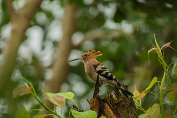 bird on a branch Hoopoes