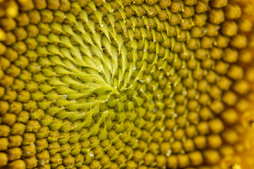 Close-up macro of a sunflower 