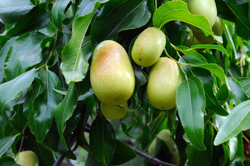 jujube fruits on a tree on a background of green leaves