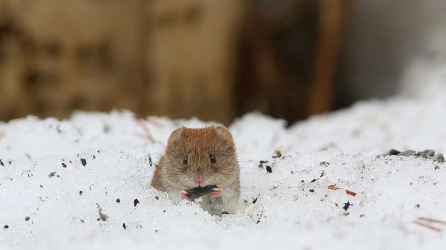 Common vole (Microtus arvalis) eats a sunflower seed while sitting in a snow