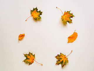 Herbst Blätter im Kreis auf einem weißen Hintergrund, Flat lay