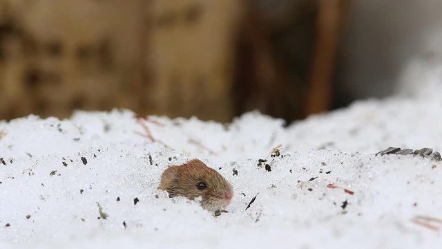 Common vole (Microtus arvalis) is peeking out of a snow mink