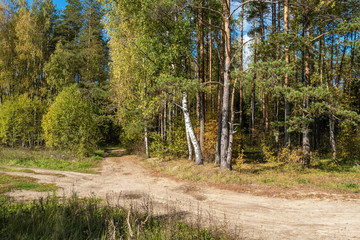 Obraz premium Dirt forest road and autumn forest in bright sunshine.