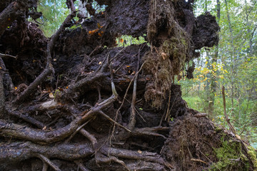 Obraz premium Fairytale roots of a large fallen tree, filmed close-up.