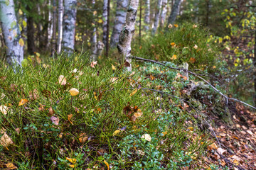 Yellow leaves on thin branches of a blueberry bush at the edge of the forest.