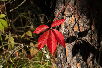 Five-petalled red leaf against the background of a large trunk and a dark background.