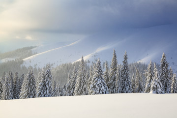 Winter scenery in the sunny day. Mountain landscapes. Trees covered with white snow, lawn and mistery sky. Location the Carpathian Mountains, Ukraine, Europe.