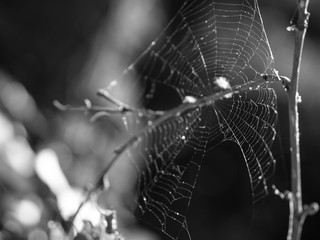 Cobweb or spider's web, for Halloween designs. Black and white monochrome