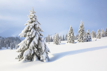 On the lawn covered with snow the nice trees are standing poured with snowflakes in frosty winter day. Christmas forest.