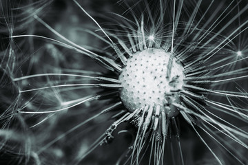 Macro dandelion with fallen seeds