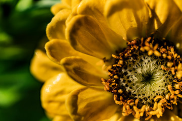 Yellow zinnia on green bokeh