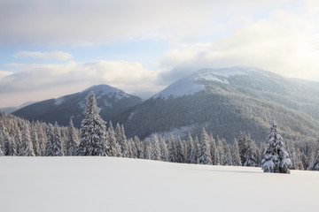 Obraz premium Winter scenery in the sunny day. Mountain landscapes. Trees covered with white snow, lawn and mistery sky. Location the Carpathian Mountains, Ukraine, Europe.
