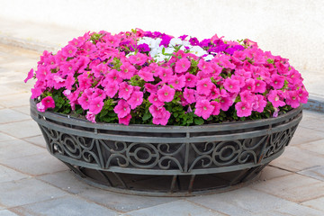 Fototapeta na wymiar Cast iron flowerbed with decorative flowers. Red Petunia in the flower bed.