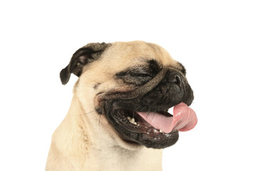 Fototapeta premium Portrait of a cute pug dog with his tongue hanging out