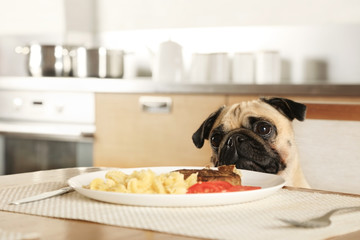 Lovely purebred pug sitting at the table and licks on the cutlet