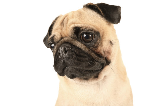 Portrait of nice purebred pug dog