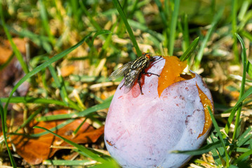 A fly and a fruit