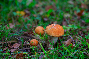 two mushrooms with orange cap Leccinum or Boletus grow in the autumn forest